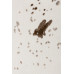 Rug "Vihor Milky" 